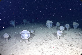 深海の生物写真1